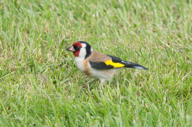 Putter / European Goldfinch (Carduelis carduelis)