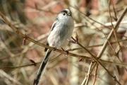 Staartmees / Long-tailed Tit (Aegithalos caudatus)