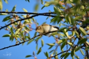 Fitis / Willow Warbler (Phylloscopus trochilus)