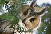 Ransuil / Long-eared Owl (Asio otus)