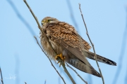 Torenvalk / Common Kestrel (Falco tinnunculus)