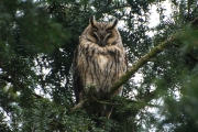 Ransuil / Long-eared Owl (Asio otus)