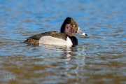 Ringsnaveleend / Ring-necked Duck (Aythya collaris)
