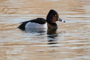 Ringsnaveleend / Ring-necked Duck (Aythya collaris)