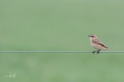 Paapje / Whinchat (Saxicola rubetra)