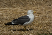 Kleine mantelmeeuw / Lesser Black-backed Gull (Larus fuscus)
