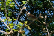 Nachtegaal / Common Nightingale (Luscinia megarhynchos)