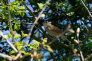 Nachtegaal / Common Nightingale (Luscinia megarhynchos)