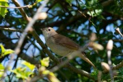 Nachtegaal / Common Nightingale (Luscinia megarhynchos)