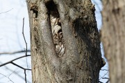 Bosuil / Tawny Owl (Strix aluco)