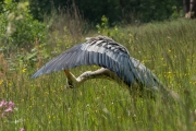 Blauwe reiger / Grey Heron (Ardea cinerea)