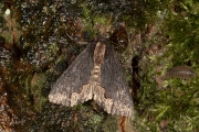 Vogelwiekje / Bird's Wing (Dypterygia scabriuscula)