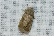 Volgeling / Lesser Yellow Underwing (Noctua comes)