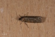 Voorjaarsbladroller (Tortricodes alternella), micro