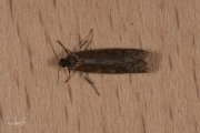 Voorjaarsbladroller (Tortricodes alternella), micro