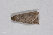 Voorjaarsboomspanner / March Moth (Alsophila aescularia)