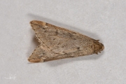 Voorjaarsboomspanner / March Moth (Alsophila aescularia)