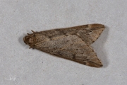 Voorjaarsboomspanner / March Moth (Alsophila aescularia)