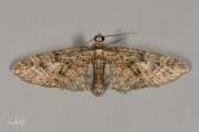 Voorjaarsdwergspanner / Brindled Pug (Eupithecia abbreviata)