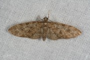 Voorjaarsdwergspanner / Brindled Pug (Eupithecia abbreviata)