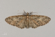 Voorjaarsdwergspanner / Brindled Pug (Eupithecia abbreviata)