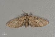 Voorjaarsdwergspanner / Brindled Pug (Eupithecia abbreviata)