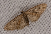 Voorjaarsdwergspanner / Brindled Pug (Eupithecia abbreviata)