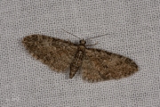 Voorjaarsdwergspanner / Brindled Pug (Eupithecia abbreviata)