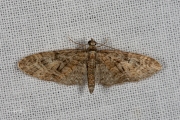 Voorjaarsdwergspanner / Brindled Pug (Eupithecia abbreviata)