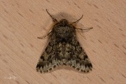 Voorjaarsspanner / Small Brindled Beauty (Apocheima hispidaria)