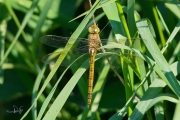 Vroege glazenmaker / Green-eyed Hawker (Aeshna isoceles)