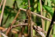 Vroege glazenmaker / Green-eyed Hawker (Aeshna isoceles)