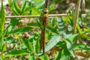 Vroege glazenmaker / Green-eyed Hawker (Aeshna isoceles)