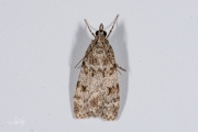 Vroege granietmot (Scoparia ambigualis), micro