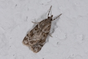 Vroege granietmot (Scoparia ambigualis), micro