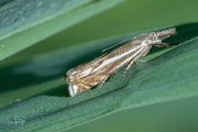 Vroege grasmot (Crambus lathoniellus), micro