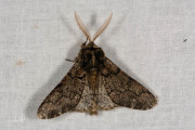 Vroege spanner / Oak Beauty (Biston strataria)