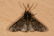 Vroege spanner / Oak Beauty (Biston strataria)