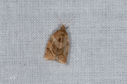 Vruchtbladroller /  Summer Fruit Tortrix (Adoxophyes orana), micro