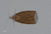 Vruchtbladroller /  Summer Fruit Tortrix (Adoxophyes orana), micro