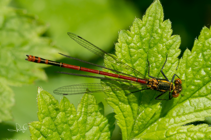 Vuurjuffer / Large Red Damselfly (Pyrrhosoma nymphula)