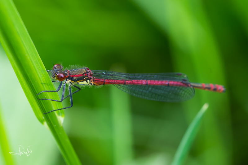 Vuurjuffer / Large Red Damselfly (Pyrrhosoma nymphula)