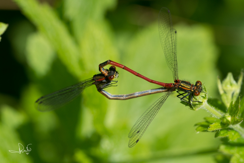 Vuurjuffer / Large Red Damselfly (Pyrrhosoma nymphula)