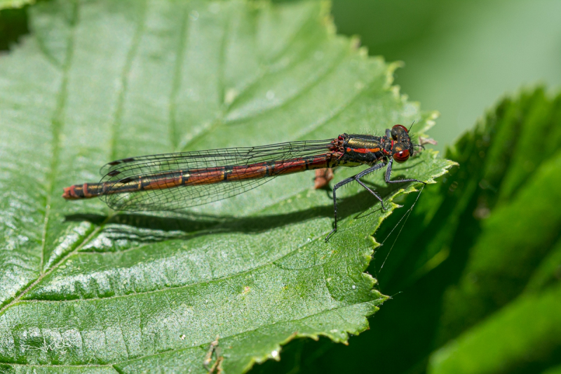 Vuurjuffer / Large Red Damselfly (Pyrrhosoma nymphula)