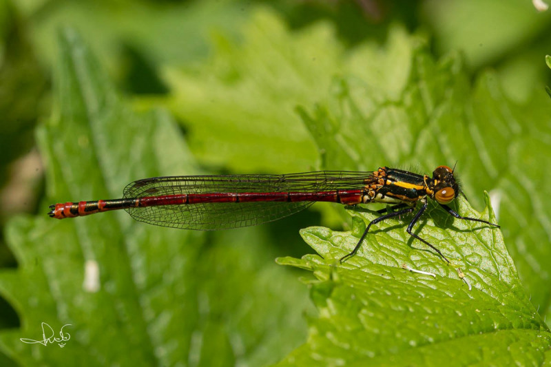 Vuurjuffer / Large Red Damselfly (Pyrrhosoma nymphula)