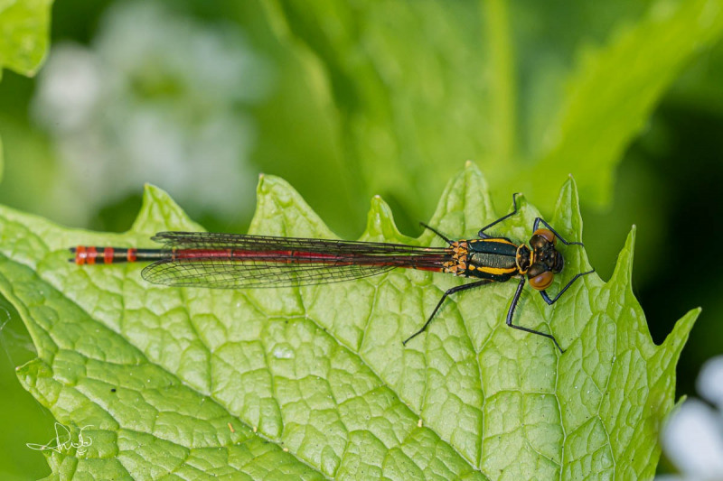 Vuurjuffer / Large Red Damselfly (Pyrrhosoma nymphula)