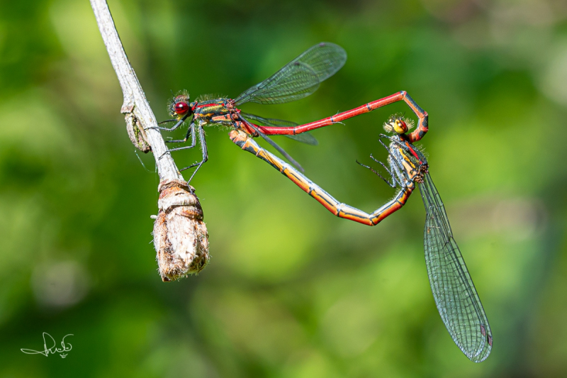 Vuurjuffer / Large Red Damselfly (Pyrrhosoma nymphula)