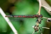 Vuurjuffer / Large Red Damselfly (Pyrrhosoma nymphula)