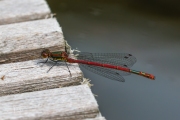 Vuurjuffer / Large Red Damselfly (Pyrrhosoma nymphula)