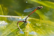 Vuurjuffer / Large Red Damselfly (Pyrrhosoma nymphula)